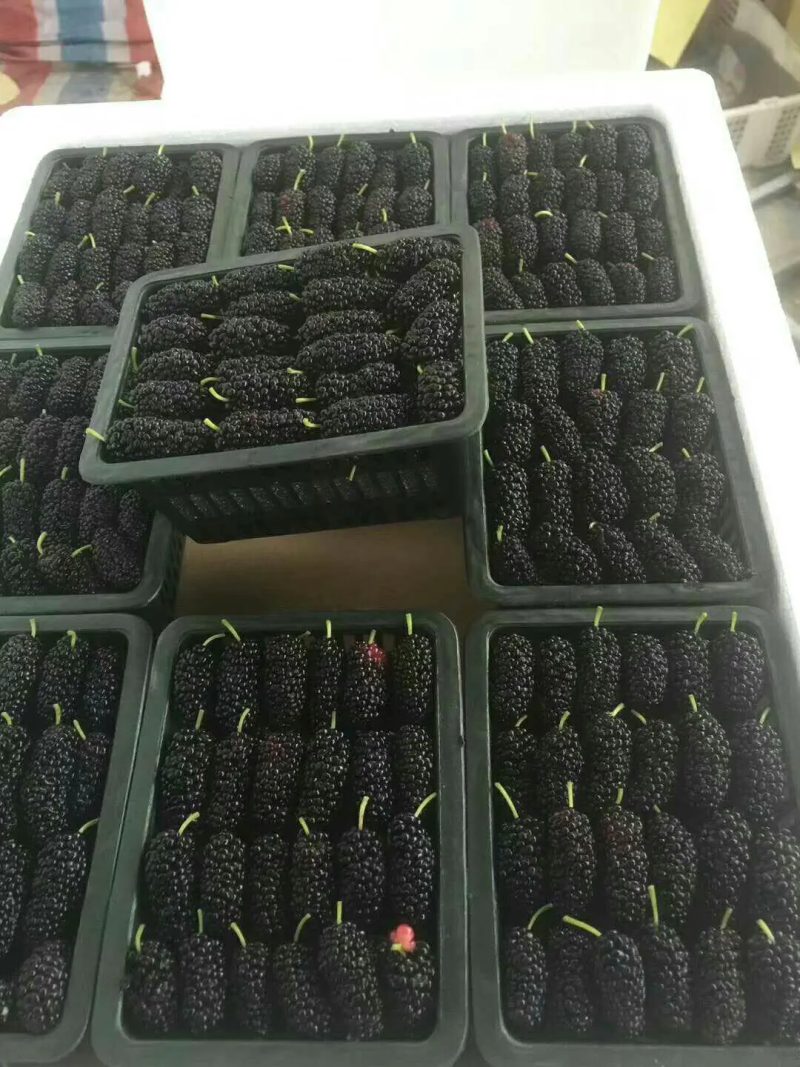 广东精品桑葚，果农精心打包装车发货，保质保量，稳定供货