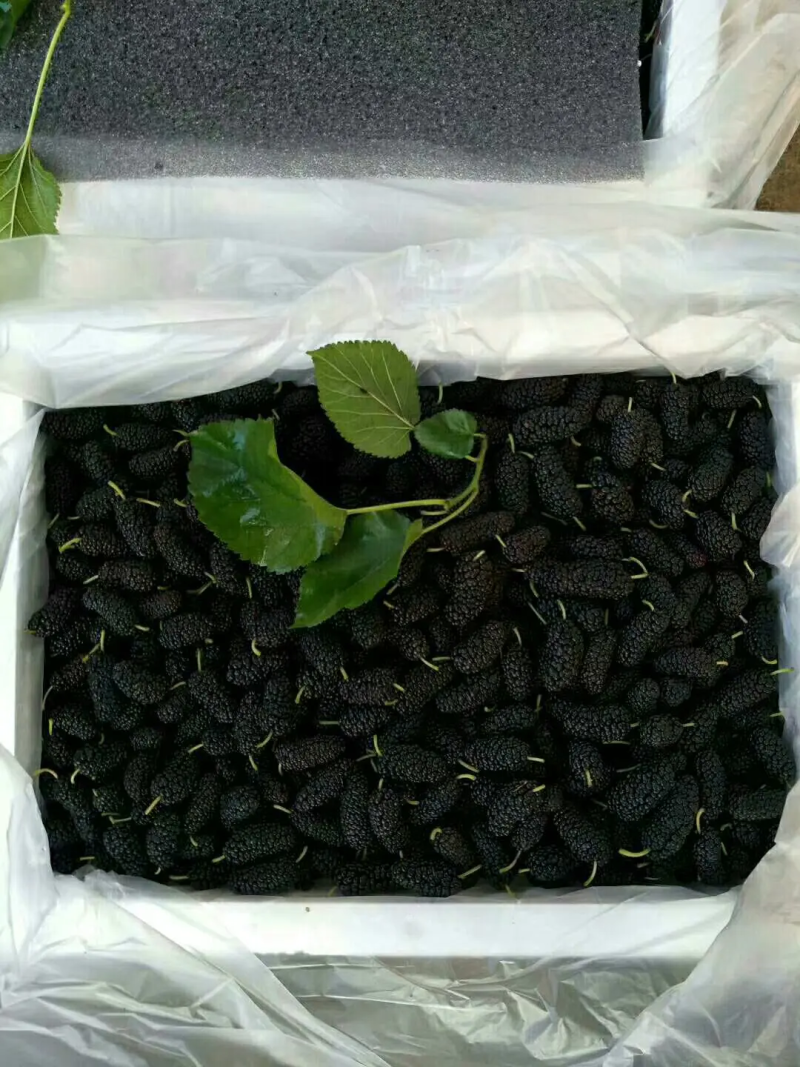 广东精品桑葚，果农精心打包装车发货，保质保量，稳定供货