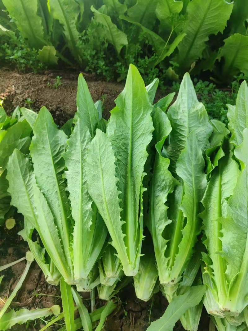 油麦菜，基地发货，量大从优，接受预定。电话联系