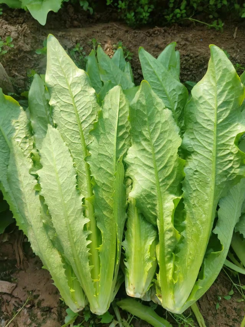 油麦菜，基地发货，量大从优，接受预定。电话联系