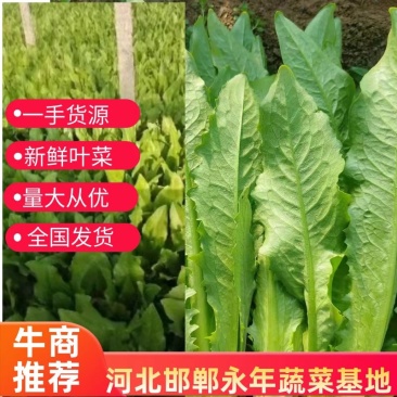 油麦菜，基地发货，量大从优，接受预定。电话联系