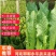 油麦菜，基地发货，量大从优，接受预定。电话联系