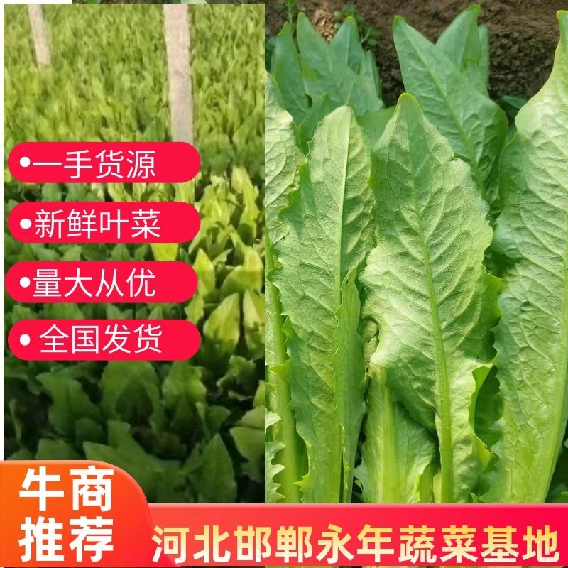 油麦菜，基地发货，量大从优，接受预定。电话联系