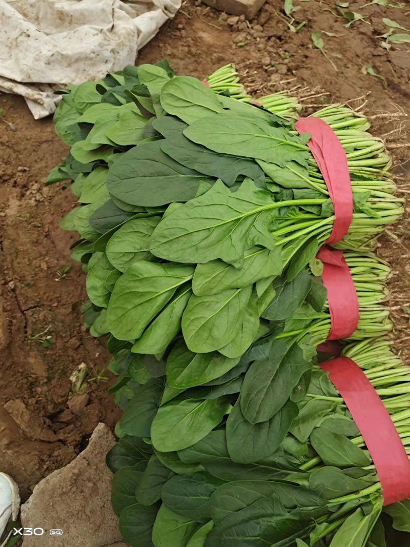 黑叶菠菜永年菠菜，大量有货，电话咨询，一次合作终身朋友