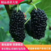 广东精品4~5cm桑葚大果,精心打包发货，欢迎下单咨询