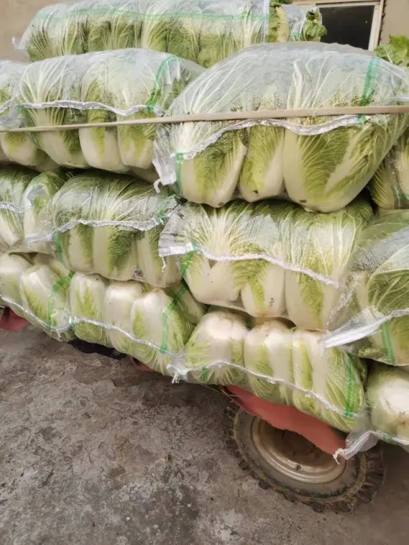 湖北青杂三号大白菜，产地直销，价格合理货量充足