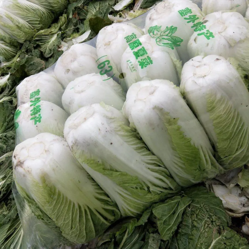 湖北青杂三号大白菜，产地直销，价格合理货量充足