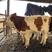 【厂家直销】西门塔尔牛犊肉牛犊牛苗包回收包成，活肉牛犊