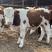供应西门塔尔牛犊小牛犊肉牛犊包回收量大可分期付款