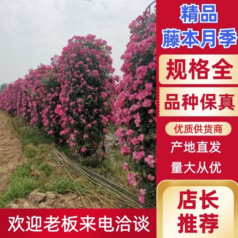 南阳藤本月季各种造型花瓶/花墙/花柱/花球/各种动物造型