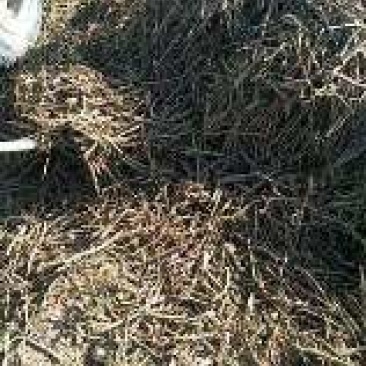 黄芩万亩高含量黄芩种植基地批发市场产地直供鲜黄芩