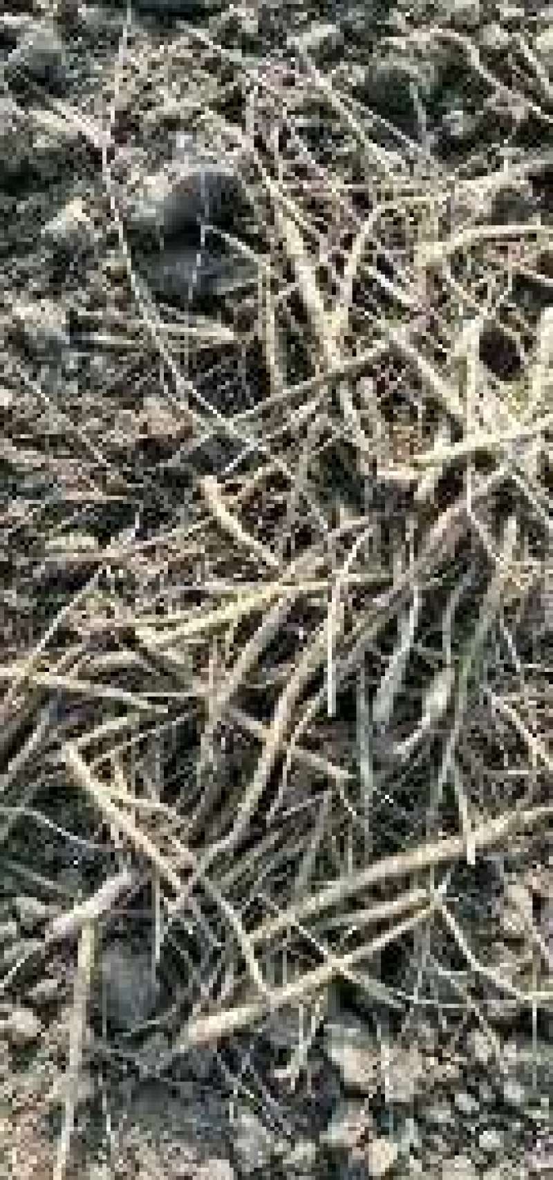 黄芩万亩高含量黄芩种植基地批发市场产地直供鲜黄芩