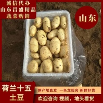 【土豆】山东平阴优质荷兰十五土豆精品2-4两袋装靓货