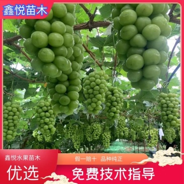 阳光玫瑰葡萄苗，香甜可口，它非常好管理，不用上红药