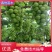 阳光玫瑰葡萄苗，香甜可口，它非常好管理，不用上红药