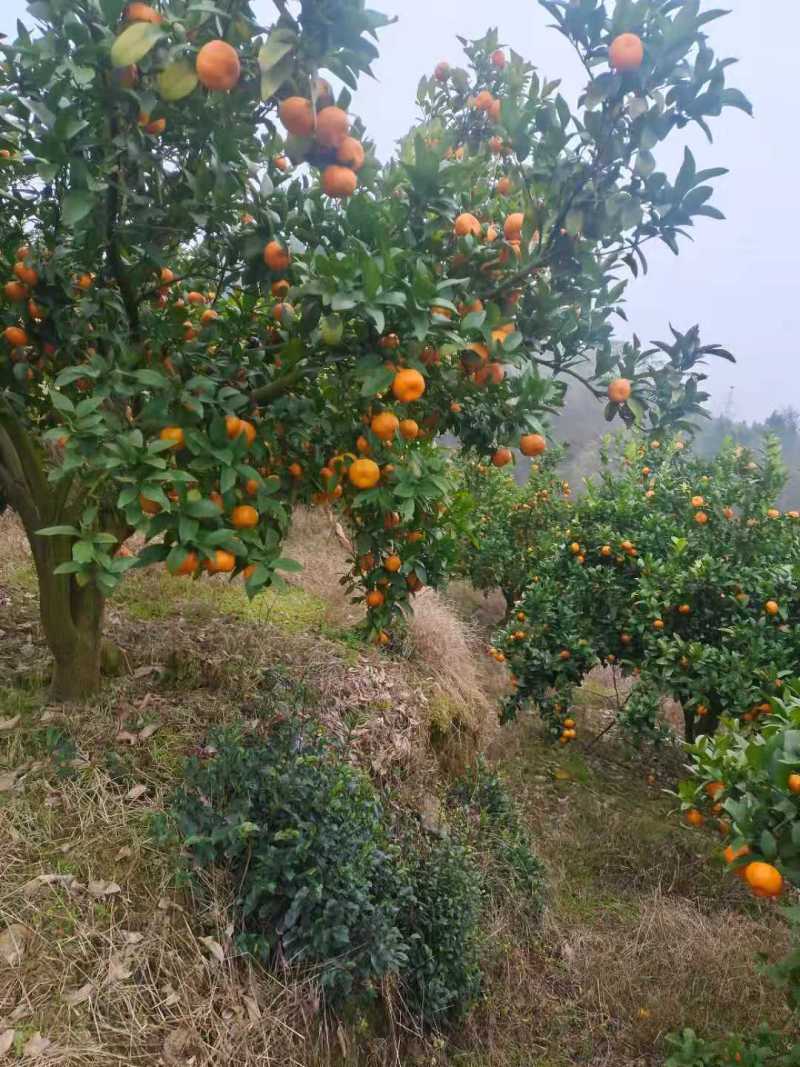 湖南砂糖橘；农家果园直销，口感香甜；质量保证