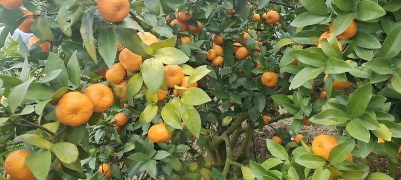 湖南砂糖橘；农家果园直销，口感香甜；质量保证