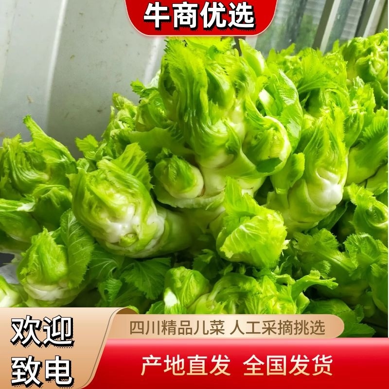 【精品】四川精品儿菜，基地大量供应，质量好，价格优