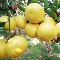 葡萄柚产于福建漳州平和县，可视频支持线上