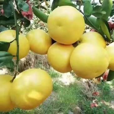 葡萄柚产于福建漳州平和县，可视频看货支持线上保障交易