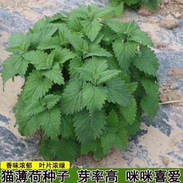 猫薄荷种子野菜种籽特菜叶菜露地四季特菜种子大棚种植