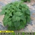 猫薄荷种子野菜种籽特菜叶菜露地四季特菜种子大棚种植