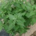 猫薄荷种子野菜种籽特菜叶菜露地四季特菜种子大棚种植