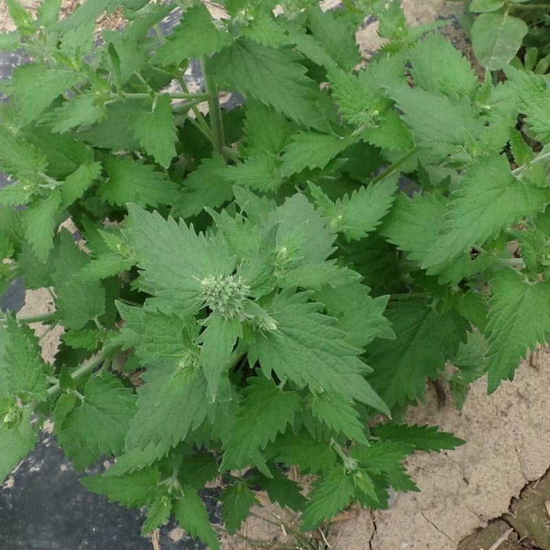 猫薄荷种子野菜种籽特菜叶菜露地四季特菜种子大棚种植