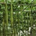 长丝瓜种子2米长观光园长廊丝瓜种籽观赏食用瓜果丝瓜瓜条长
