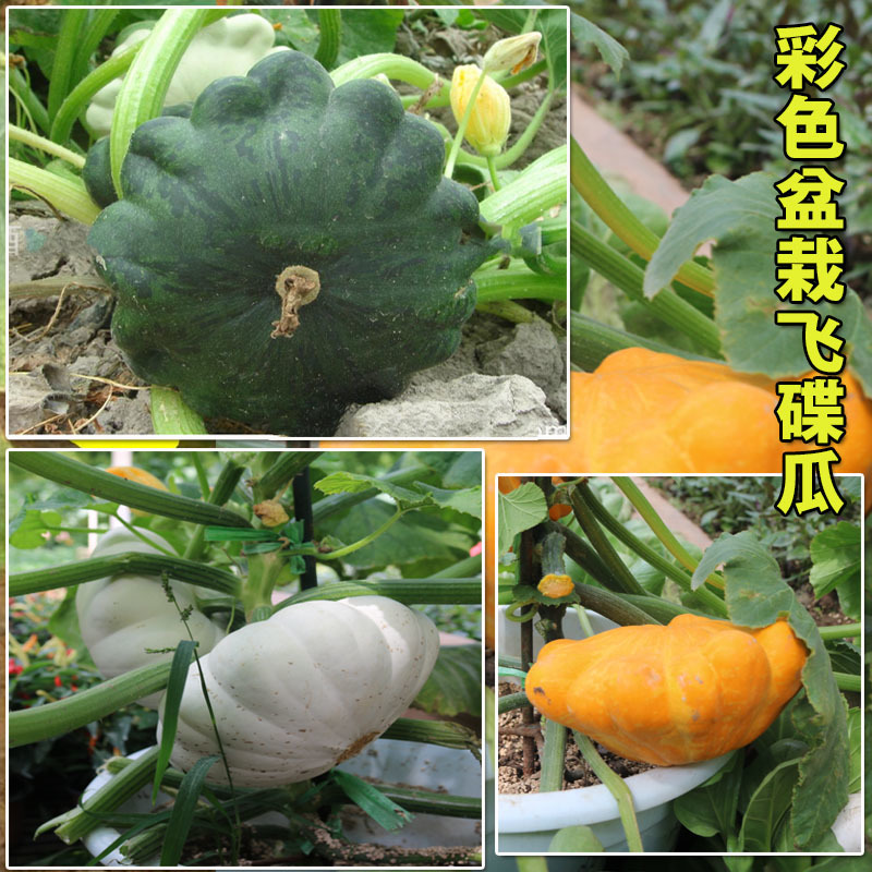 飞碟瓜种子蝶形瓜玩具玉盘迷你小南瓜种籽黄白黑矮型