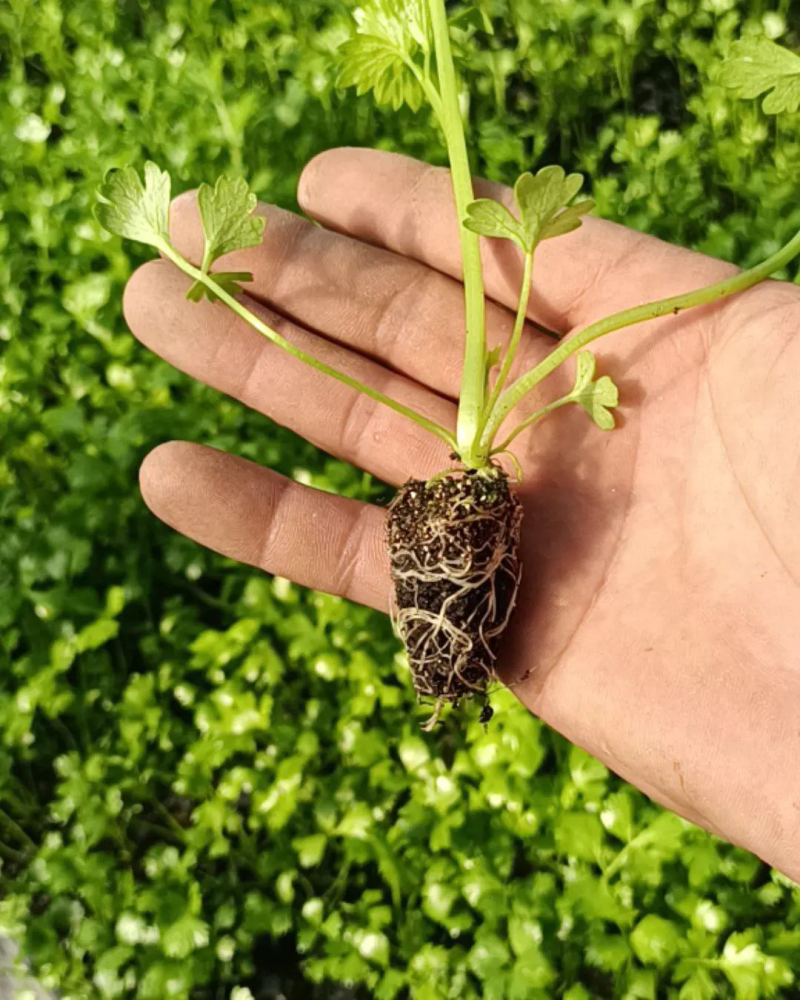 [精选]芹菜苗芹菜种苗基地直供量大从优诚信经营