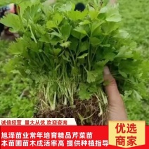 [精选]芹菜苗芹菜种苗基地直供量大从优诚信经营