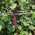 紫红四季豆种子抗病早熟春夏秋播架圆形豆厚肉高产季蔬菜种子
