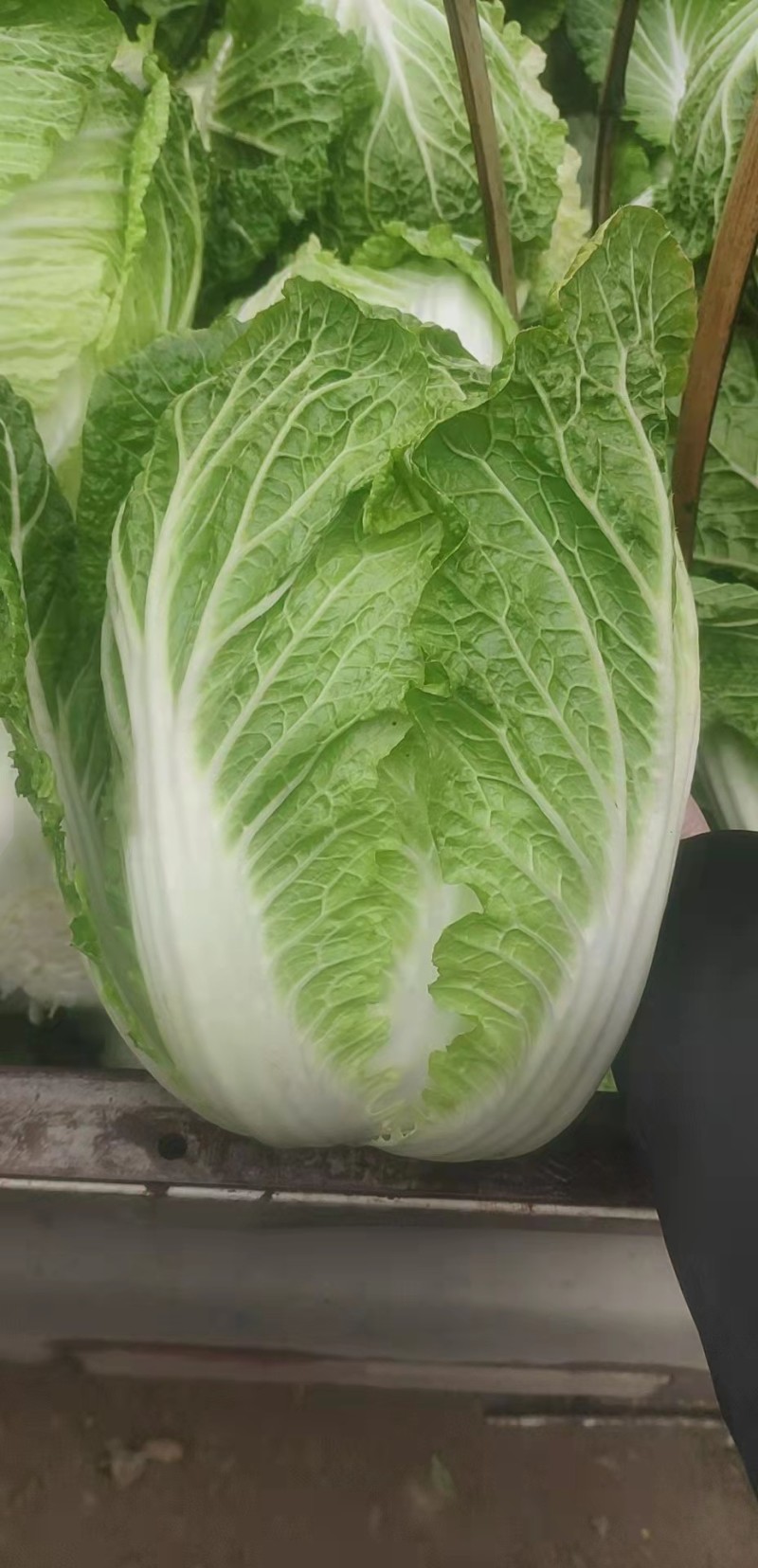 四川精品黄心白菜，大量供货，无烧心，无麻点，货源充足。