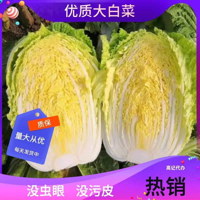 优质云南山地精品矮颗德高117黄心大白菜