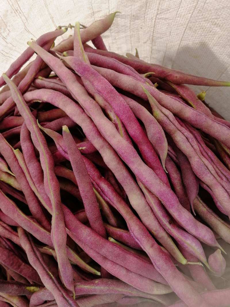 大紫袍架豆种子紫豆架芸豆种子紫芸豆籽豆种高产春秋播种