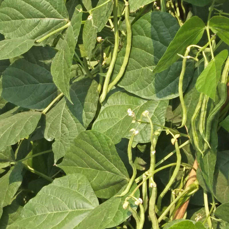 四季芸豆种子翠绿早满架豆籽无筋丝肉厚扁圆春秋地种植高产