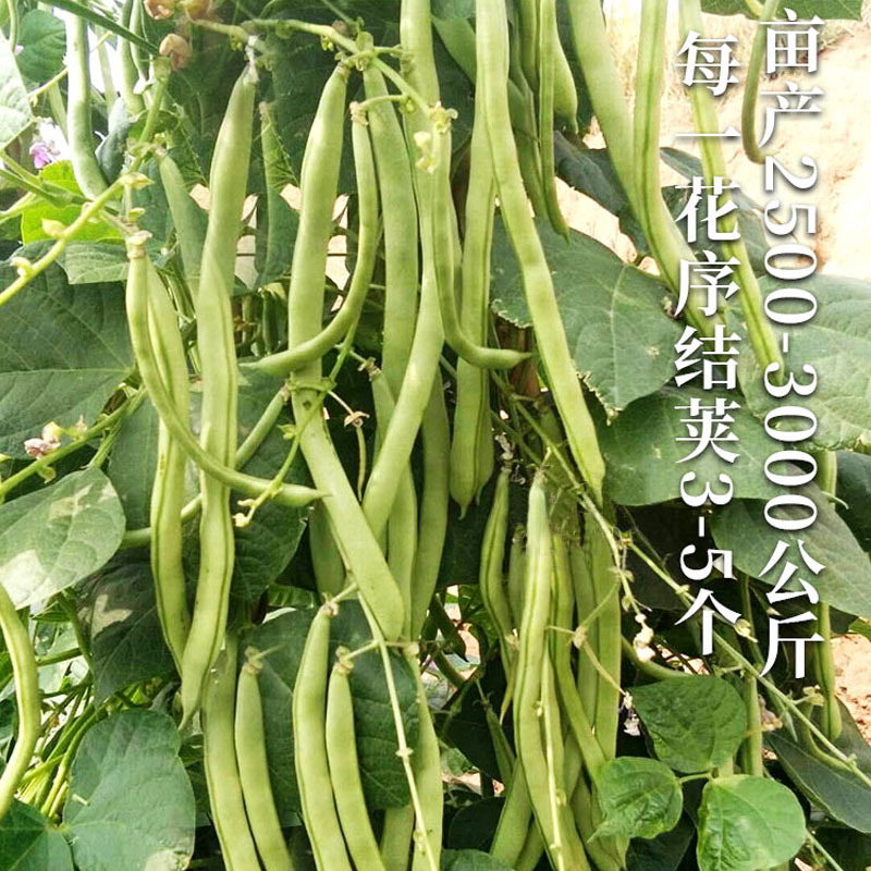 四季芸豆种子翠绿早满架豆籽无筋丝肉厚扁圆春秋地种植高产