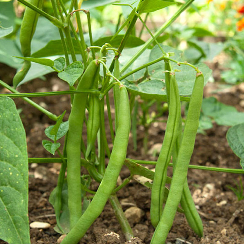 四季芸豆种子翠绿早满架豆籽无筋丝肉厚扁圆春秋地种植高产