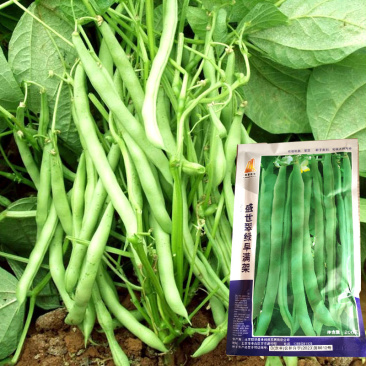 四季芸豆种子翠绿早满架豆籽无筋丝肉厚扁圆春秋地种植高产