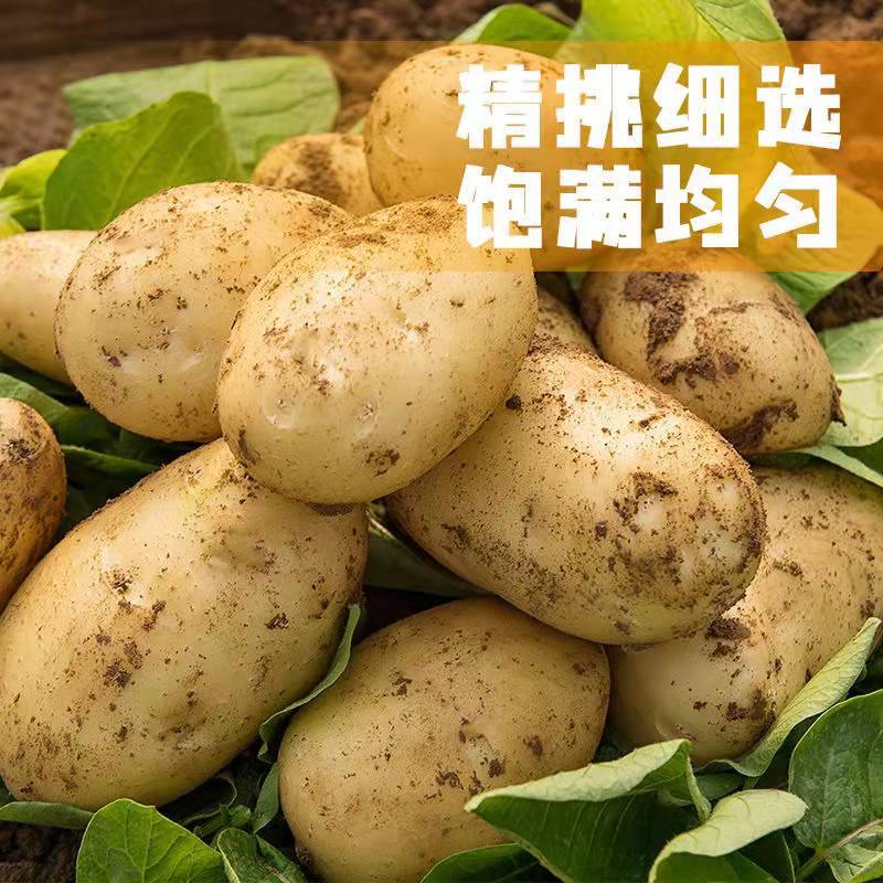 【推荐】山东滕州荷兰十五土豆3两以上个头均匀整车批发量大