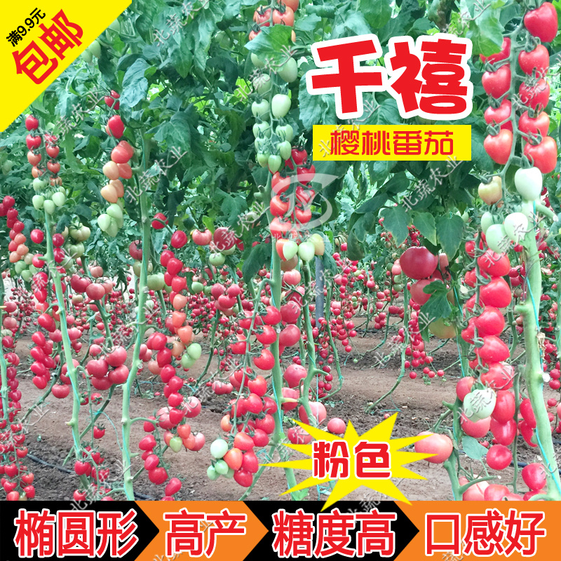 小番茄种子超甜粉千禧小柿子籽耐裂圣女果种孑口感好北蔬农业