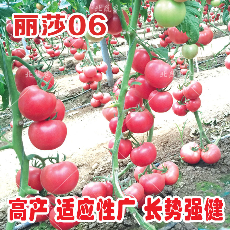 西红柿种子沙瓤大果番茄种籽好吃毛粉柿子种丽莎06北蔬农业