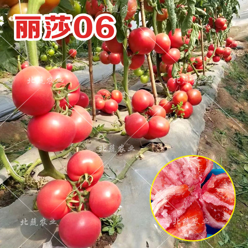 西红柿种子沙瓤大果番茄种籽好吃毛粉柿子种丽莎06北蔬农业