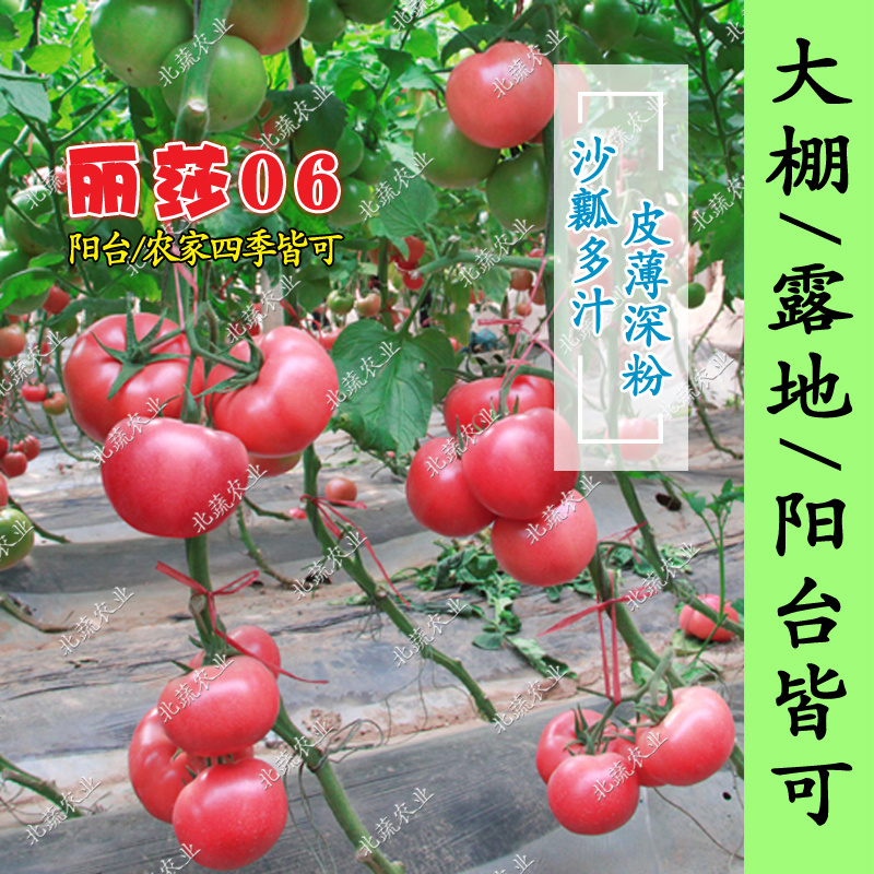 西红柿种子沙瓤大果番茄种籽好吃毛粉柿子种丽莎06北蔬农业