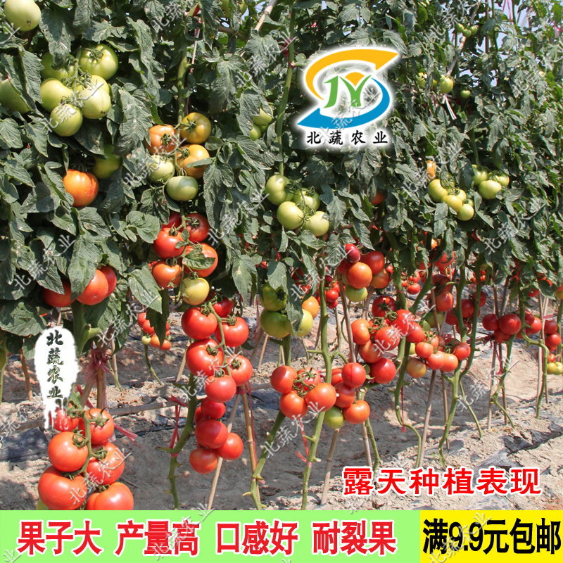 西红柿种子沙瓤大果番茄种籽好吃毛粉柿子种丽莎06北蔬农业