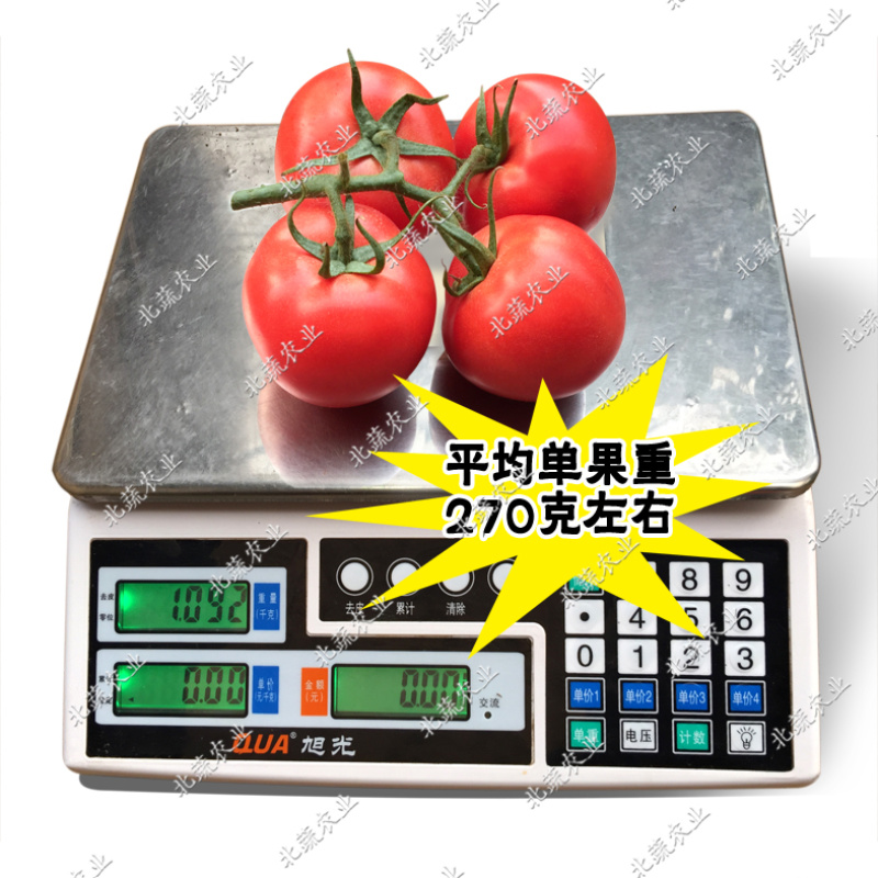 西红柿种子沙瓤大果番茄种籽好吃毛粉柿子种丽莎06北蔬农业