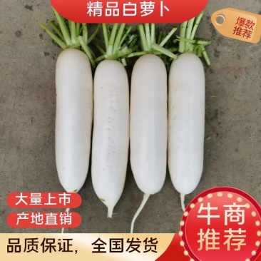 遂宁精品白萝卜,可打包可散装,板叶,花叶厚皮,买青山