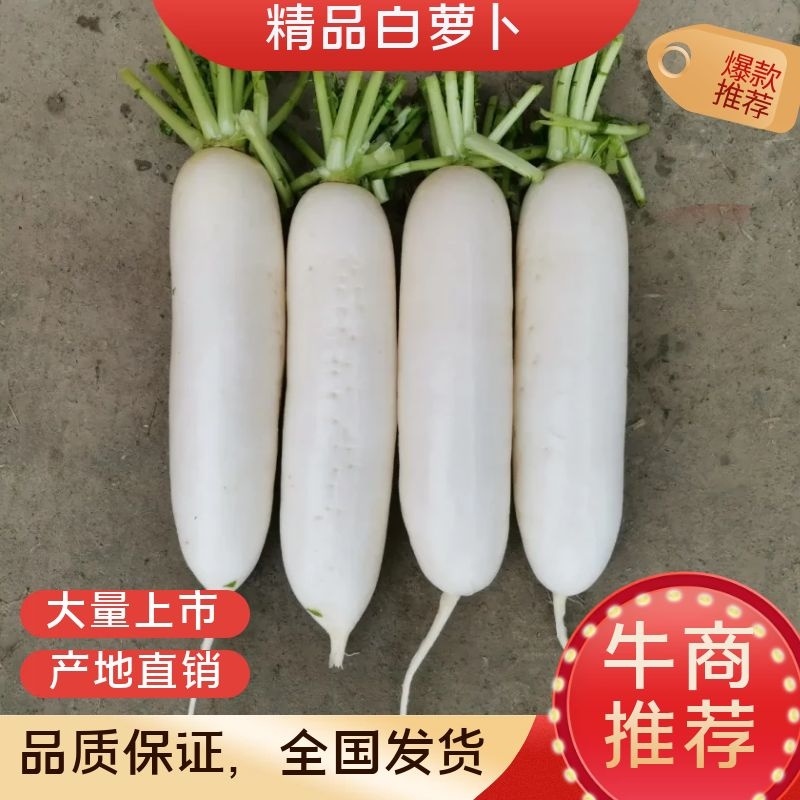 遂宁精品白萝卜，可打包可散装，板叶，花叶厚皮，买青山
