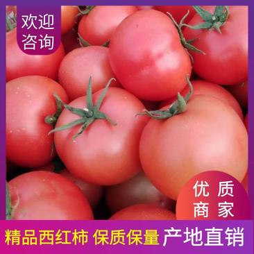 【西红柿】河北硬粉西红柿产地直供量大从优【坏单包赔】